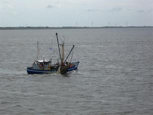 Belgische sportvissers: ‘Nederlanders vissen alle garnalen uit zee’