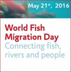 Doe mee aan World Fish Migration Day