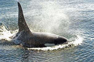Honderden orka's in de Noordzee (video)