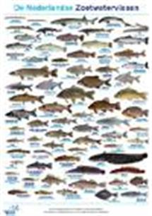 Kennisdocumenten vissoorten