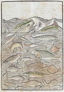 Middeleeuwse vis heeft bijzondere eigenschappen: De wereldorde in enkele hoofdstukken uitgelegd