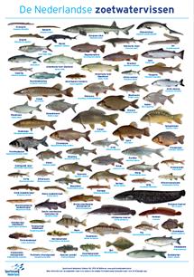 Poster zoetwatervissen vernieuwd