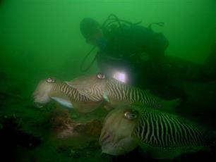 Vissen met de camera : Zet je eerste stappen in de onderwaterfotografie