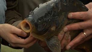 Vissers zetten zestig karpers uit in Maarssen