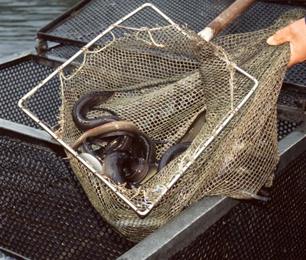 Voorwaardelijke boete voor Friese palingvissers