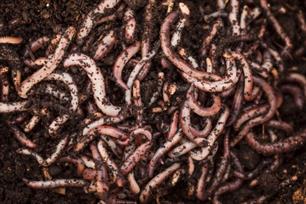 Witvissen: wegwijs met wormen