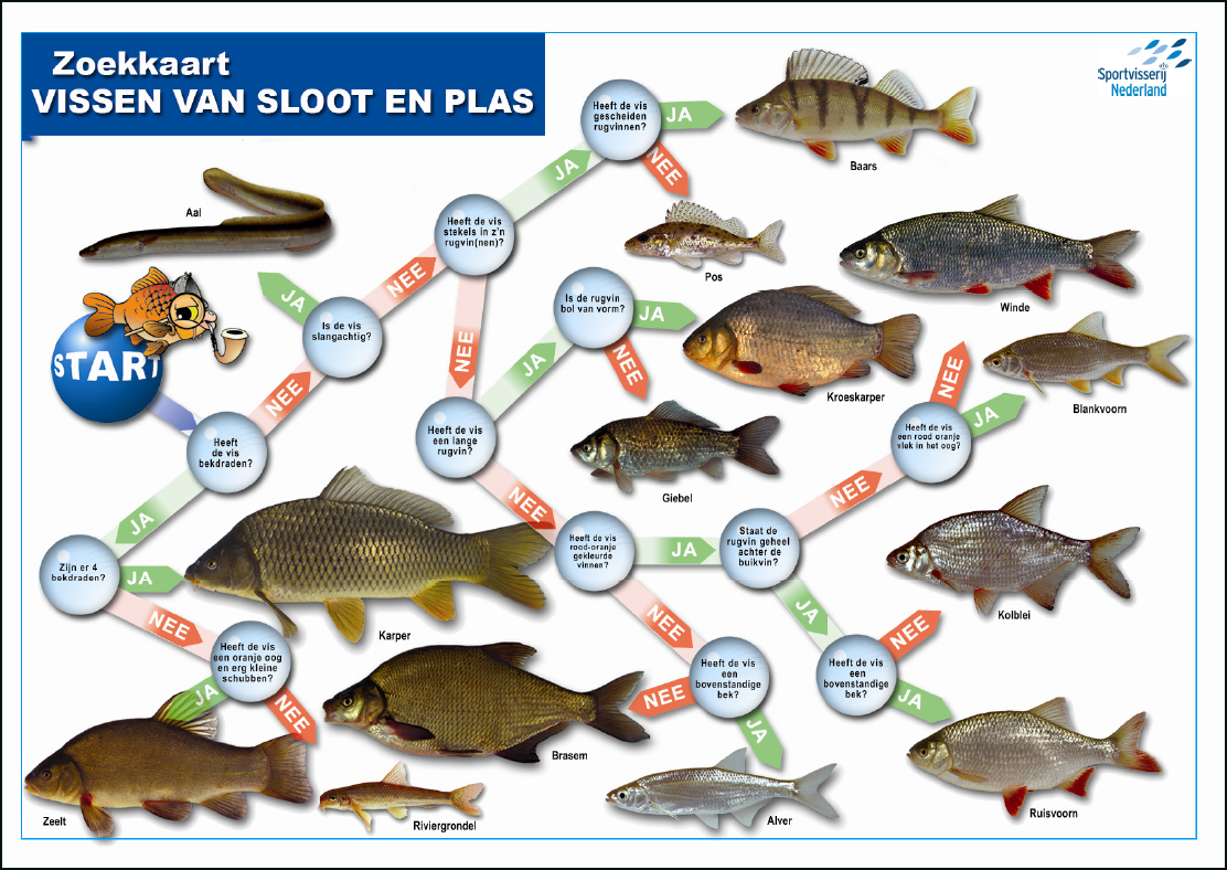 Gehoorzaamheid boezem Doe een poging Vissen voor kids - Jeugdviscursussen - Jeugd - HSV Service - Sportvisserij  Nederland