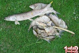 800 kilo dode vis in Groot Eiland