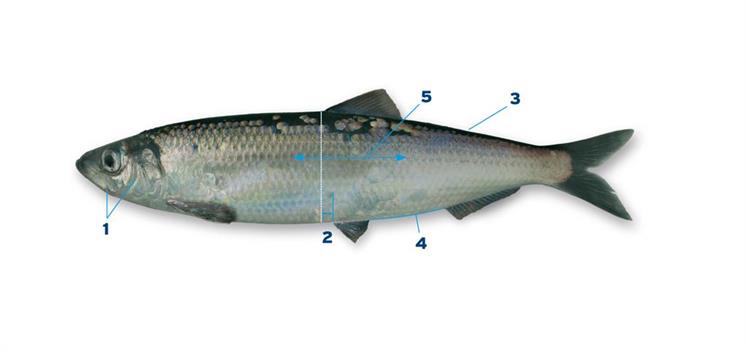 Ruim zuur Druipend Vissoorten detail - Vissoorten - Vis & water - Sportvisserij Nederland