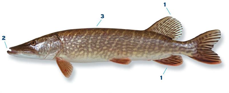 Verzoenen Thespian Vijf Vissoorten detail - Vissoorten - Vis & water - Sportvisserij Nederland