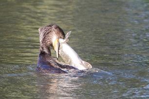 Aalscholver eet grote snoek (foto's)