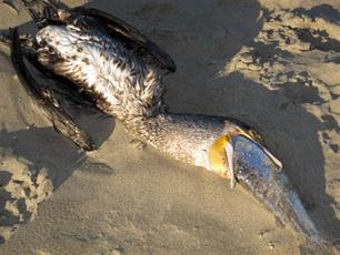 Aalscholver stikt in grote zeeforel (foto's)