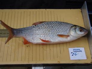 Afgelast: Visserijkundig Onderzoek visvijver De Knipmuts Swolgen