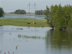 Als een vis in het water : Een beschouwing over waterkwaliteit, vissen en sportvisserij