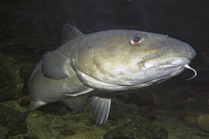 Als het beestje maar een naam heeft