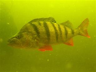 Baars: Perca fluviatilis