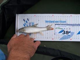 Barbeelwedstrijd 2009