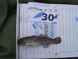 Barbeelwedstrijd 2009