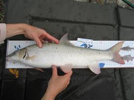 Barbeelwedstrijd 2009