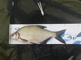 Barbeelwedstrijd 2009