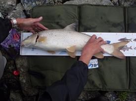 Barbeelwedstrijd 2009