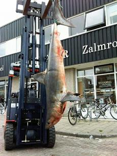 Bedreigde haai geveild in Scheveningen