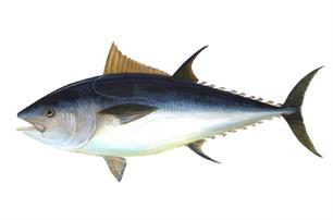 Bedreigde tonijn krijgt zender