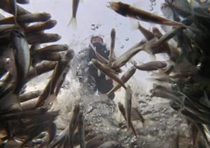 Bizarre beelden: vissen in Sint-Petersburg vechten om zuurstof