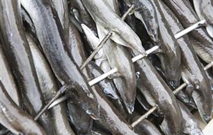Bleker verbiedt vangst paling en wolhandkrab in met dioxine vervuilde wateren