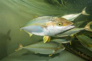 Bodybuilders met schubben