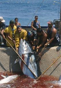 De bloedrode torpedo hoorde ook in de Noordzee