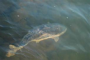 De rijke historie van de karper