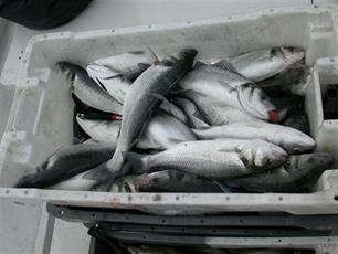 De terugkeer van de gestreepte zeebaars (Morone saxatilis) : 'Duurzaam visserijbeheer bestaat'