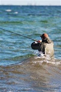 Deens Zilverwerk: Uniek zeeforelproject op weg naar 25 jarig jubileum