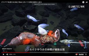 Diepst levende vis op aarde ontdekt (video)