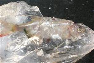 Dode vissen vast in smeltend ijs