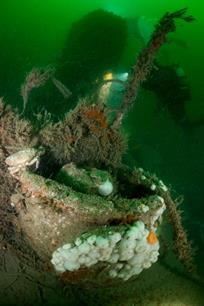 Duikers vinden Duitse onderzeeër en nieuwe diersoorten in Noordzee