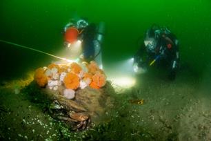 Duikexpeditie verkent uniek Noordzeegebied Borkumse Stenen