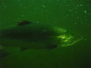 EAA keert zich tegen heropening zalmvisserij rond Groenland en Faero&#235;r Eilanden