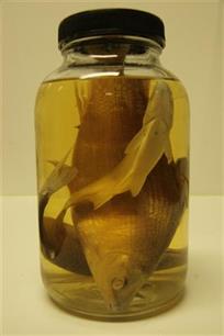 Een prikkelende visie op de Europese visfauna : 'Veel systematisch onderzoek slecht uitgevoerd'