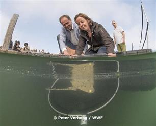 Eerste gekweekte stekelroggen uitgezet in Oosterschelde (video)