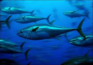 EU blijft bij vangstverbod tonijn