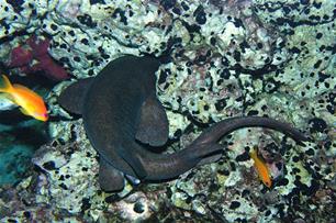 'Geen recept voor haaienkweek'