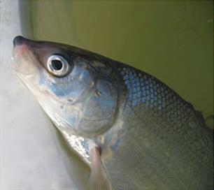 Gegevens over visbestanden snel op internet