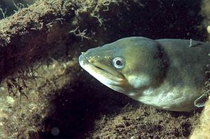 Gemerkte palingen trekken vanuit Veluwemeer de wereld in
