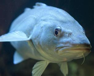 Genetische bommen in de Noorse fjorden