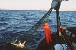 Greenpeace: Nederland vrijhaven illegale kabeljauw