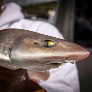 Haaien en roggen: terugzetverplichting