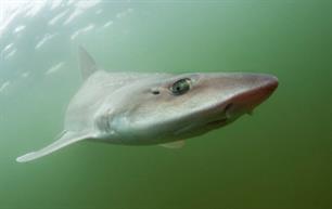 Haaien en roggen zwaar onder druk door overbevissing