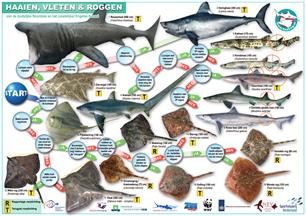 Haaien, vleten en roggen van de zuidelijke Noordzee